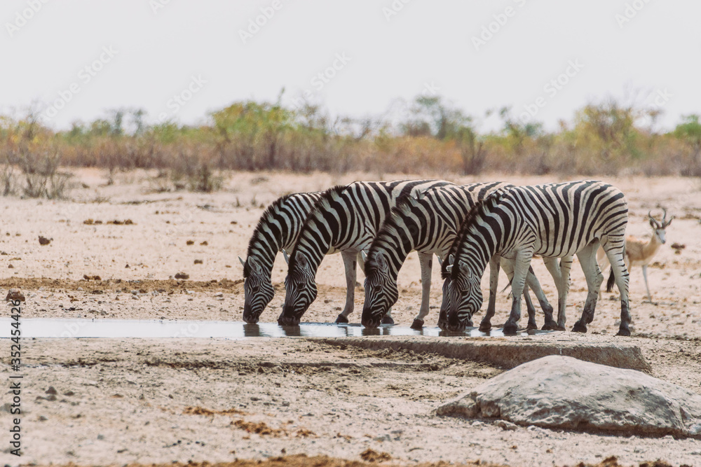 Gruppe Zebras am Wasserloch im Etosha Nationalpark in Namibia Gruppe Zebras am Wasserloch im Etosha Nationalpark in Namibia