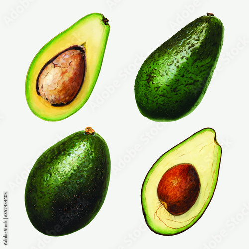 Hand drawn natural fresh avocado set vector