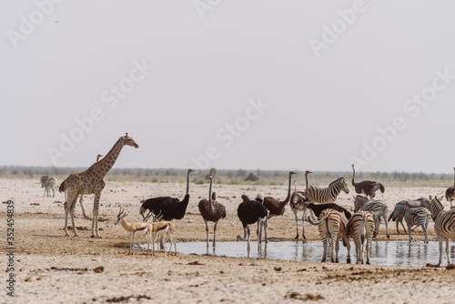 Giraffen, Vogelstrauiß, Impala, Zebras am Wasserloch