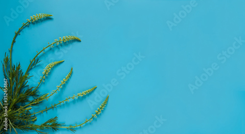 Flower composition. Elegant border of wild flowers and leaves (Agrimónia eupatória) on a light blue background. Free space. photo