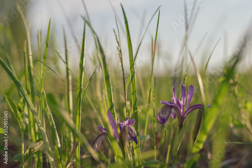 Blurred background of green grass and blue cuckoo flowers tearslurred.