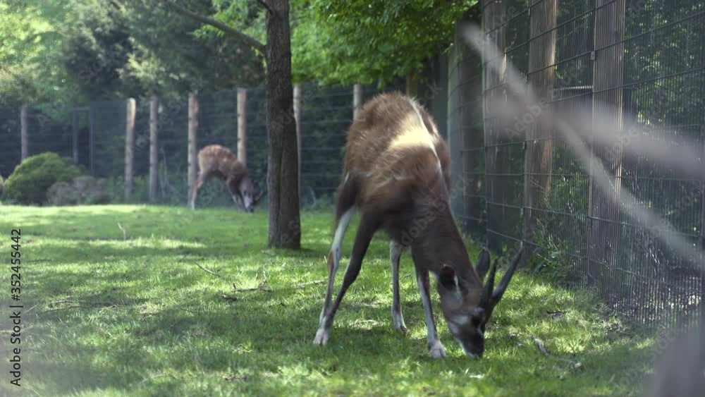 Static 4k shot of two sitatunga antelopes grazing on a grassy field in an enclosed exhibit, under green trees. One antelope in front of the camera, the other one in the background. Static 4k shot of two sitatunga antelopes grazing on a grassy field in an enclosed exhibit, under green trees. One antelope in front of the camera, the other one in the background.