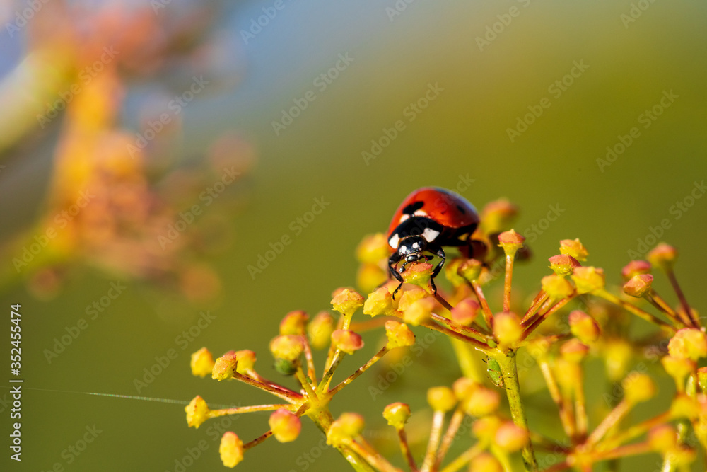 coccinella coccinella