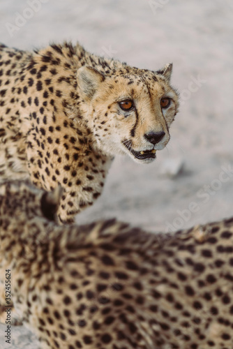 Gepard in afrikanischer Wüste blickt auf seine Beute
