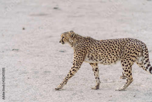 Gepard in der afrikanischen Wüste
