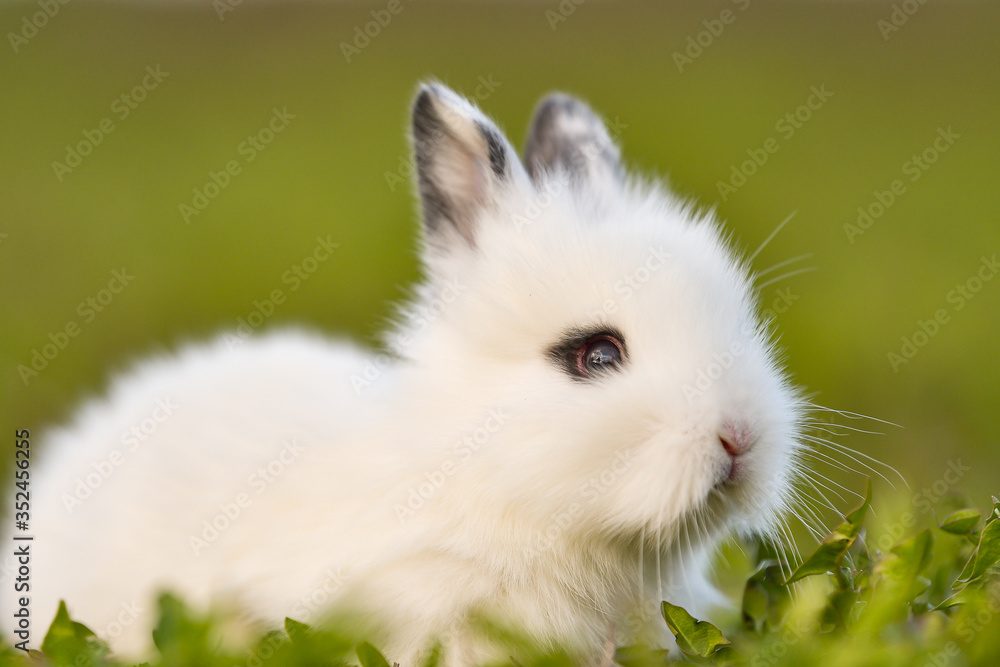Easter greetings - Easter bunny rabbit sitting in green grass. Easter greetings - Easter bunny rabbit sitting in green grass.