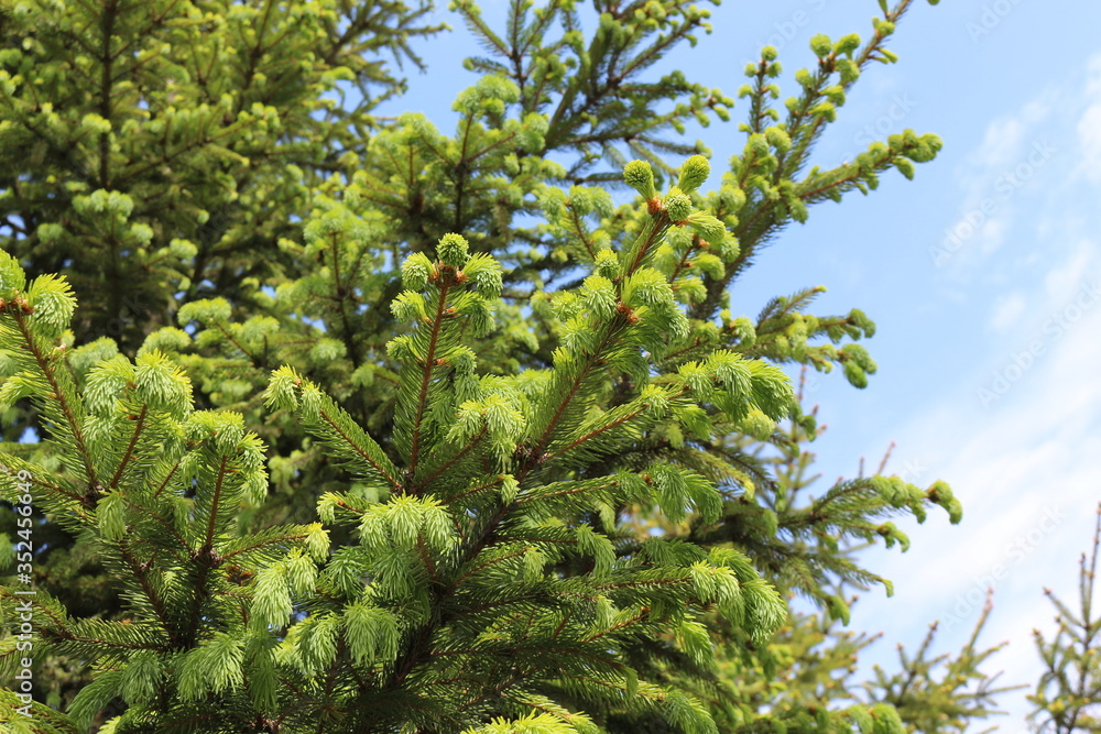 Young fresh needles appear on spruce in spring
Young fresh needles appear on spruce in spring