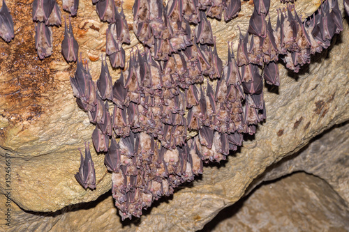 Group of Greater horseshoe bat (Rhinolophus ferrumequinum)