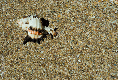 shell on the beach