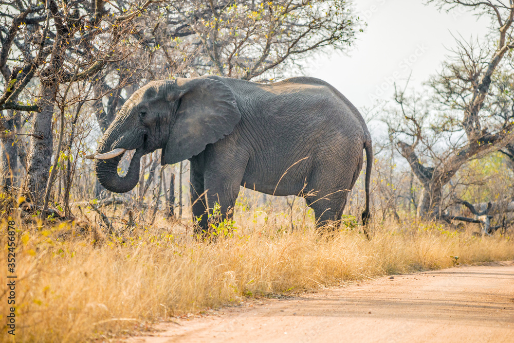 Obraz premium South Africa - Kruger national park - African bush (savanna) elefant (loxodonta africana) grazes in the forest near the gravel road in the protected area of ​​the park