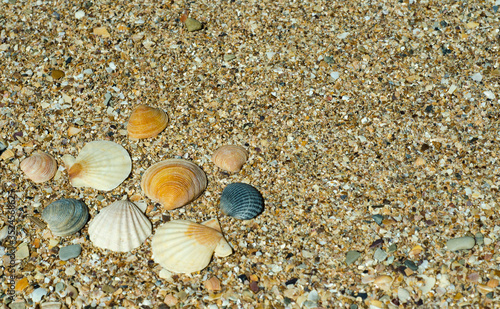 seashells on the beach © Анастасия Кашенко