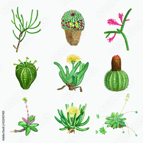 Vector set of succulents and cacti photo