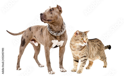 Pitbull and cat Scottish Straight standing together isolated on white background