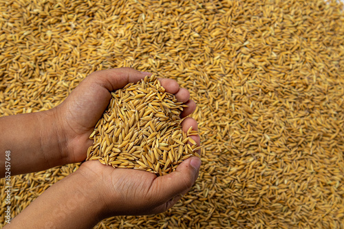 Hand holding golden paddy seeds with paddy rice background.