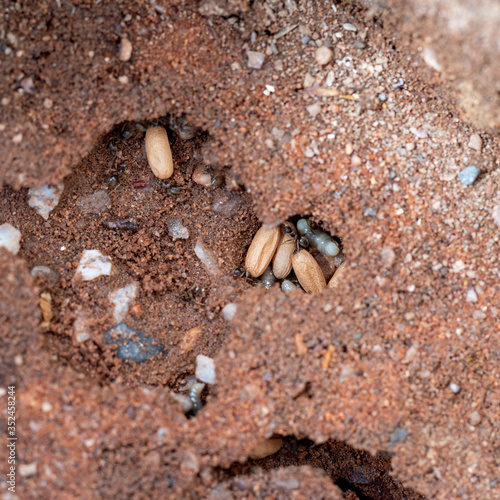 Black garden ants, Lasius niger living under aptio, here with cocoons and larvae of new queens, prior to Flying Ant Day. Photo UK May. photo