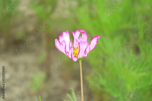 開花したコスモスの花