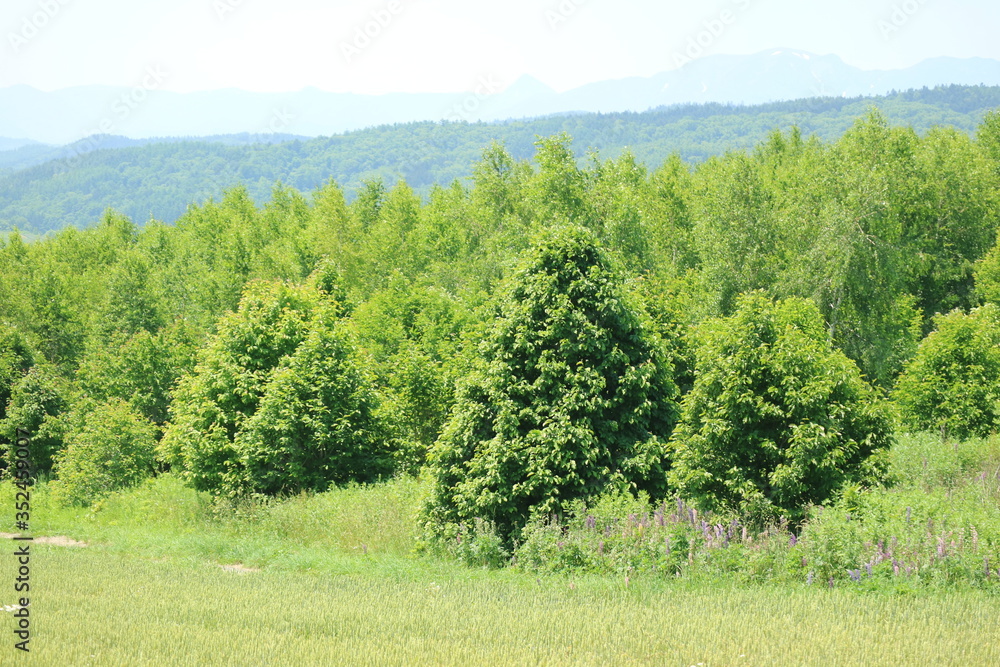 Fototapeta premium 北海道の山と森