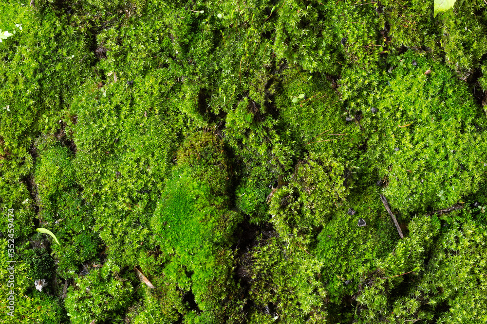 The creative background of moss. The moss is spread out on the table. Forest original and creative moss background