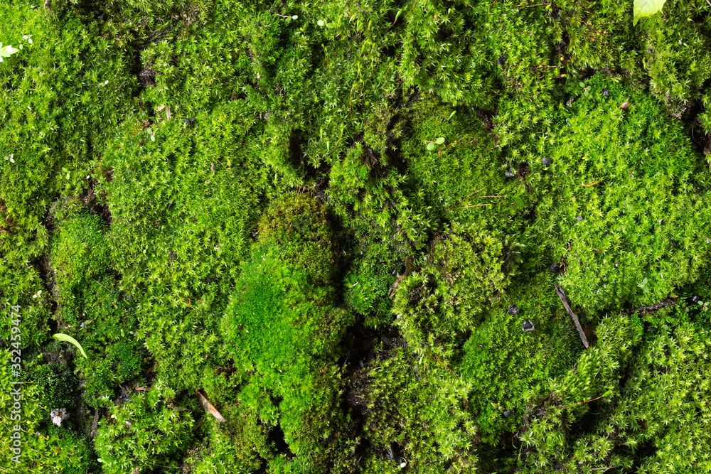The creative background of moss. The moss is spread out on the table. Forest original and creative moss background The creative background of moss. The moss is spread out on the table. Forest original and creative moss background