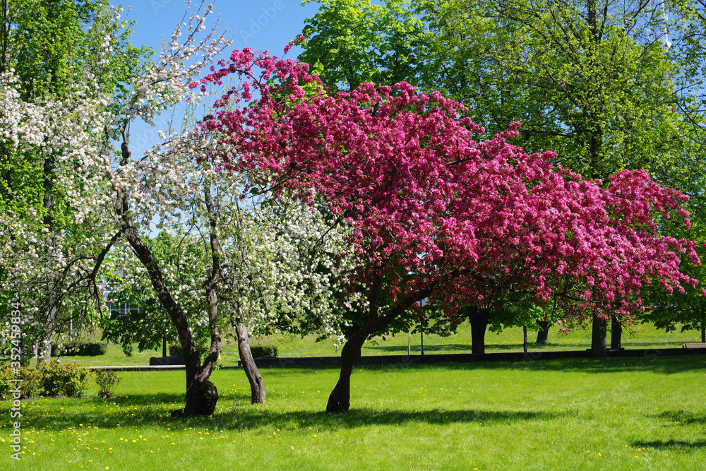 Naklejka premium Flowering trees in the park