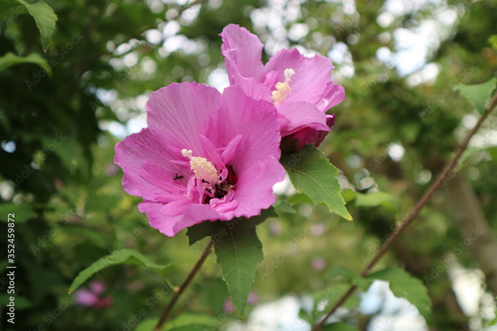 Fototapeta premium 蜜を集めに来たアリと花