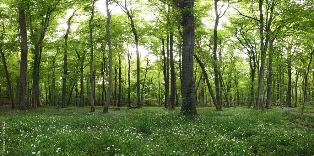 Obraz premium panoramic Environment freshness at village with clouds and natural elements around