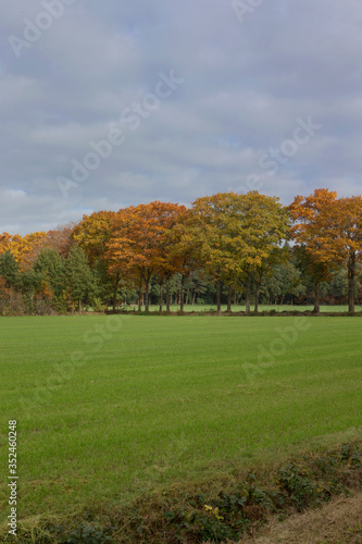 Fall. Autumn at Maatschappij van Weldadigheid Frederiksoord Drenthe Netherlands. Lane structure.  © A