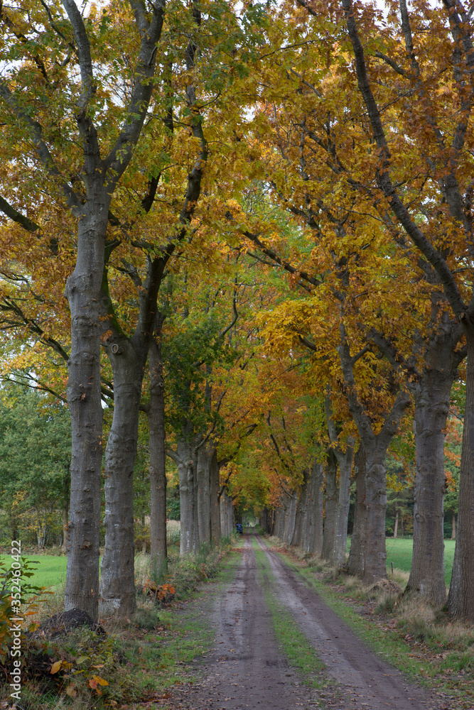Fall. Autumn at Maatschappij van Weldadigheid Frederiksoord Drenthe Netherlands. Lane structure. 