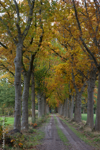 Fall. Autumn at Maatschappij van Weldadigheid Frederiksoord Drenthe Netherlands. Lane structure. 
