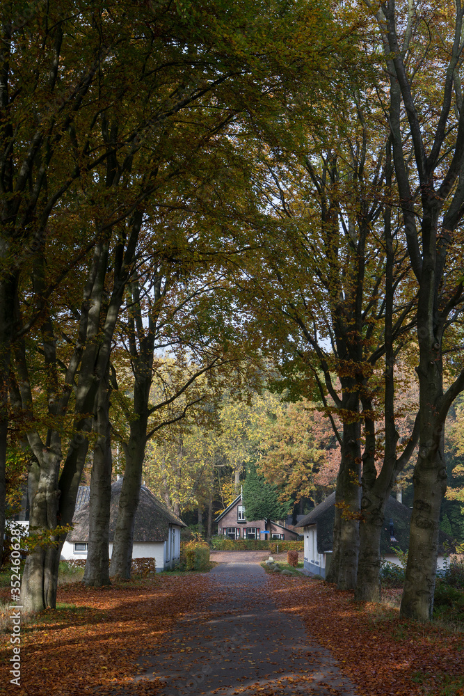 Lane structure and Historic colony house. Fall.Koloniewoning. Maatschappij van Weldadigheid Frederiksoord Drenthe Netherlands Lane structure and Historic colony house. Fall.Koloniewoning. Maatschappij van Weldadigheid Frederiksoord Drenthe Netherlands