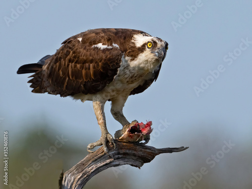 An Osprey in a Tree Eating a Fish