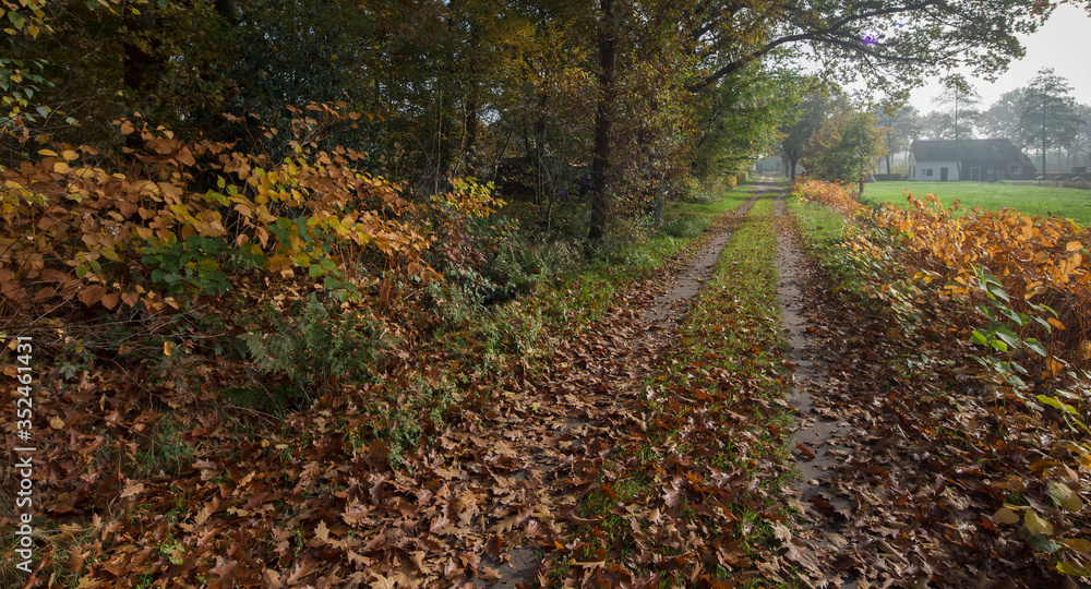 Fall and forest at Maatschappij van Weldadigheid Frederiksoord Drenthe Netherlands. Fall and forest at Maatschappij van Weldadigheid Frederiksoord Drenthe Netherlands.