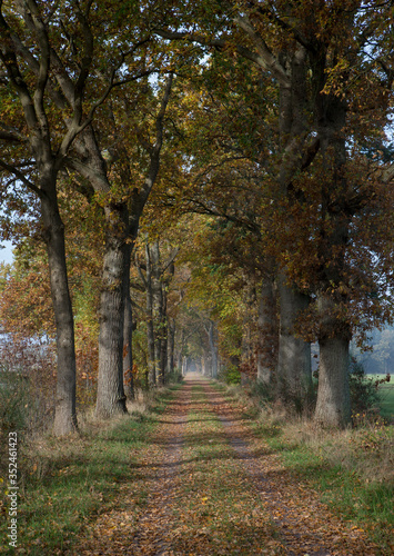 Fall and Lane structure at Maatschappij van Weldadigheid Frederiksoord Drenthe Netherlands. 