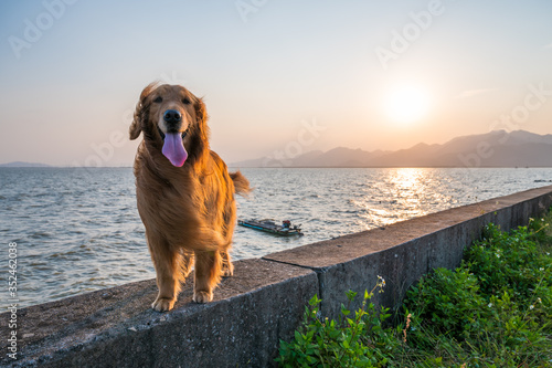Golden retriever standing on the dike by the sea