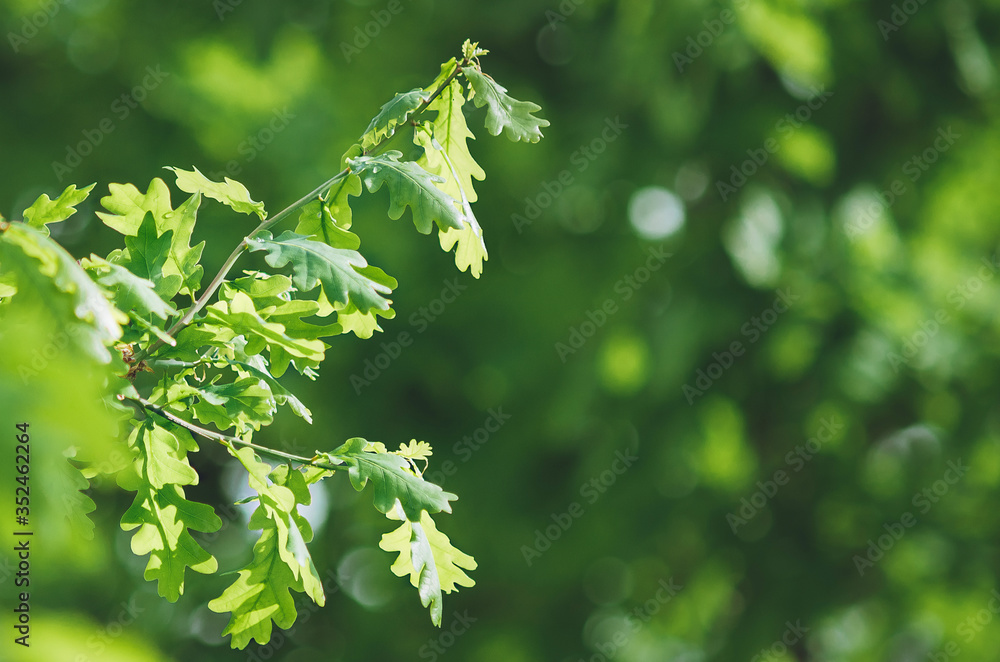 Backlit Oak Leaves with narrow depth of field. Beautiful summer natural background. Backlit Oak Leaves with narrow depth of field. Beautiful summer natural background.