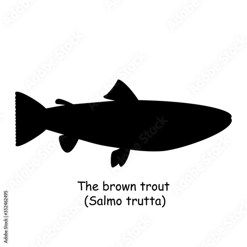 The black silhouette of the brown trout (Salmo trutta) is isolated on white background.
