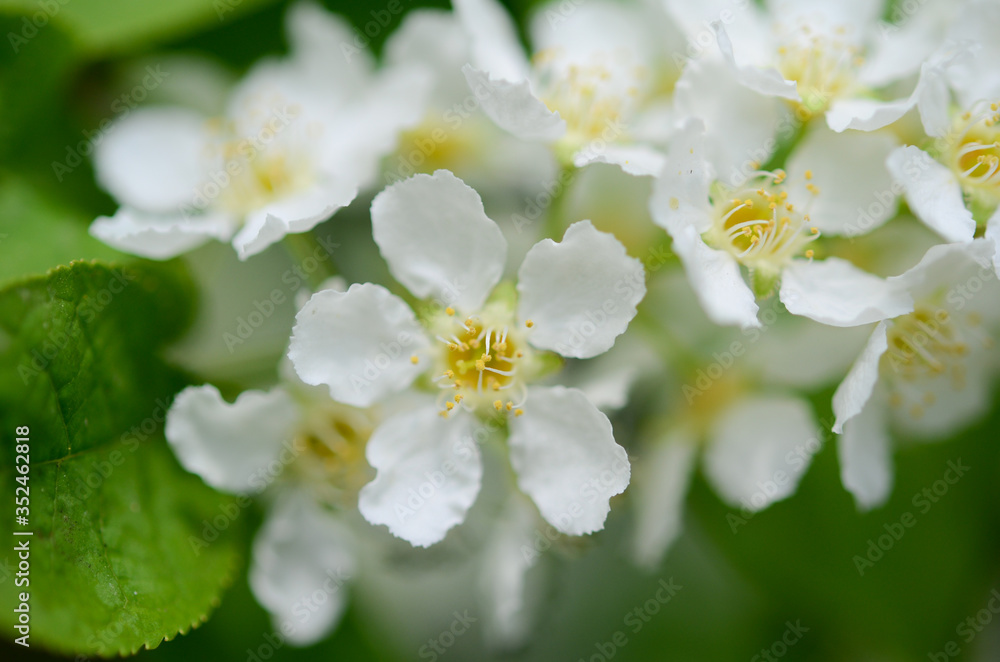 Closeup branch of cherry flowers Closeup branch of cherry flowers