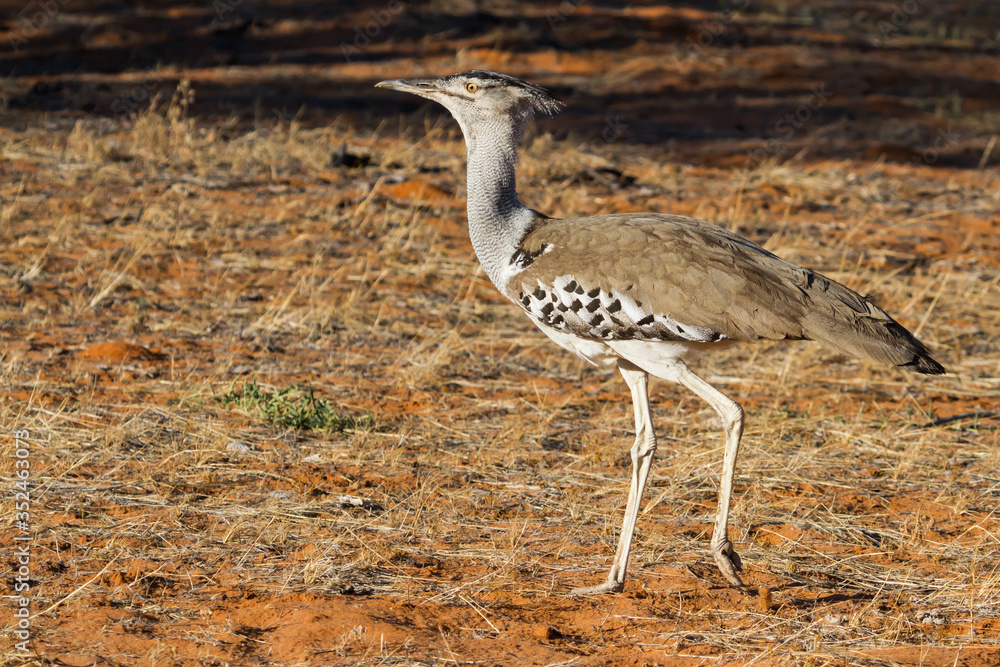 Kori Bustard (Ardeotis kori) Walking in the Kalahari, South Africa