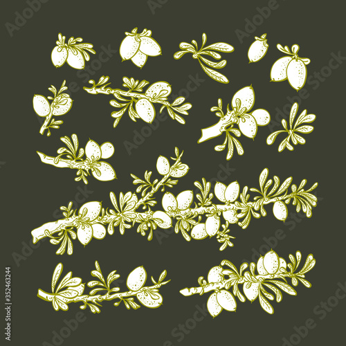 Argan tree set. Vector vintage illustration Sketch