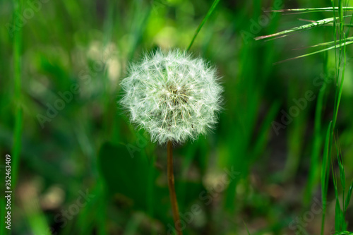 A herbaceous plant  Dandelion  in full ripening