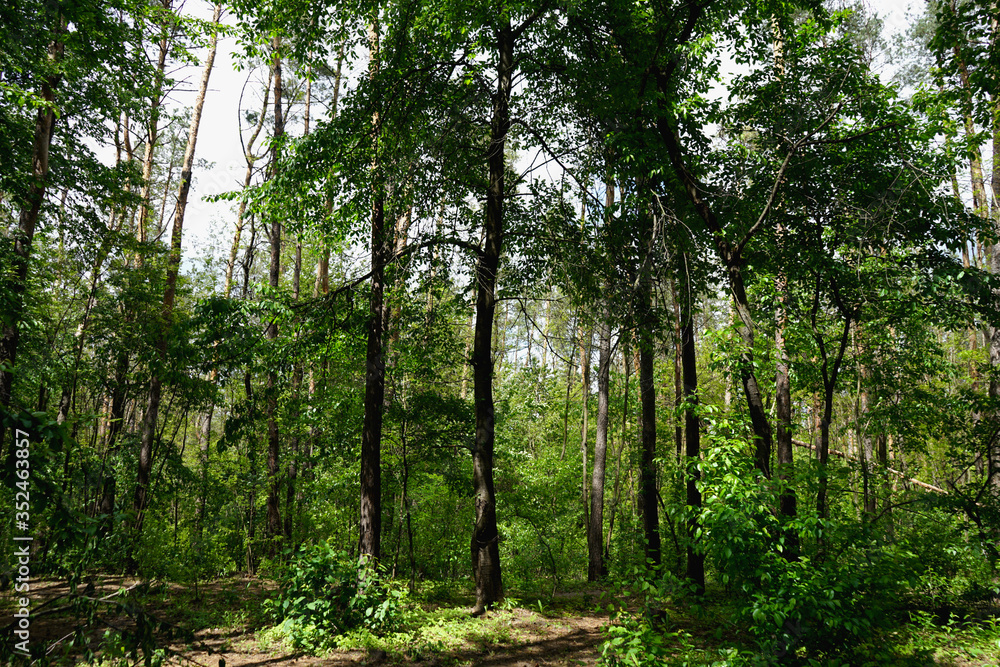 Fototapeta premium Spring forest, conifers and deciduous trees, roads. selective focus 
