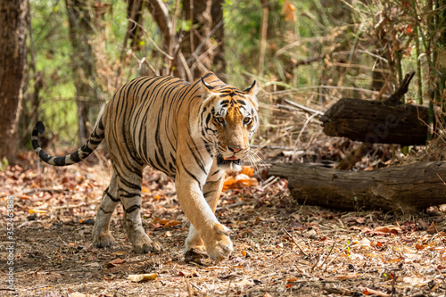Wild Male tiger walking in forest for territory marking at kanha national park or tiger reserve  madhya pradesh  india - panthera tigris
