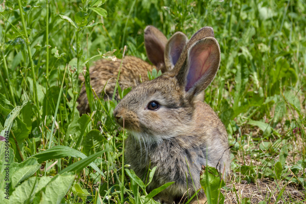 Fototapeta premium Easter greetings - Easter bunny rabbit sitting in green grass.