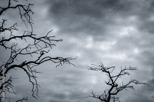 Silhouette dead tree on dark dramatic sky and white clouds background for peaceful death. Despair and hopeless concept. Sad of nature. Death and sad emotion background. Dead branches unique pattern.
