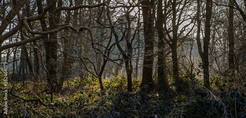 Foggy morning at forest De Eese estate Overijssel Netherlands photo
