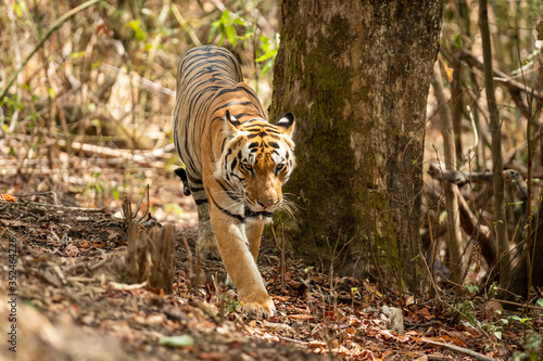 Wild Male tiger walking in forest for territory marking at kanha national park or tiger reserve  madhya pradesh  india - panthera tigris