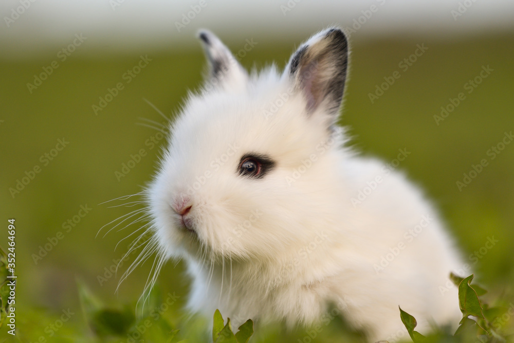 Easter greetings - Easter bunny rabbit sitting in green grass. Easter greetings - Easter bunny rabbit sitting in green grass.