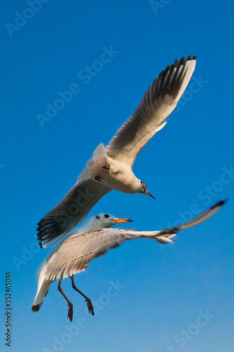 Seagulls flapping in the blue sky in April