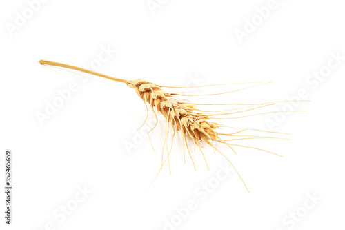 spikelet of dried wheat bright yellow on a white background. isolate