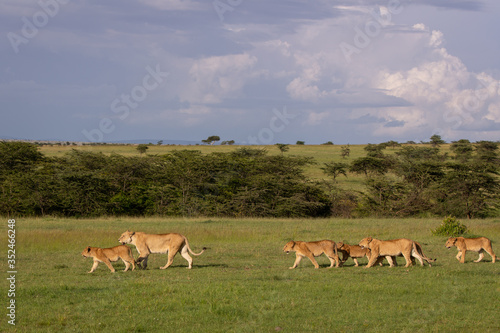 Safari in Kenya. Lions family in Masai Mara Park